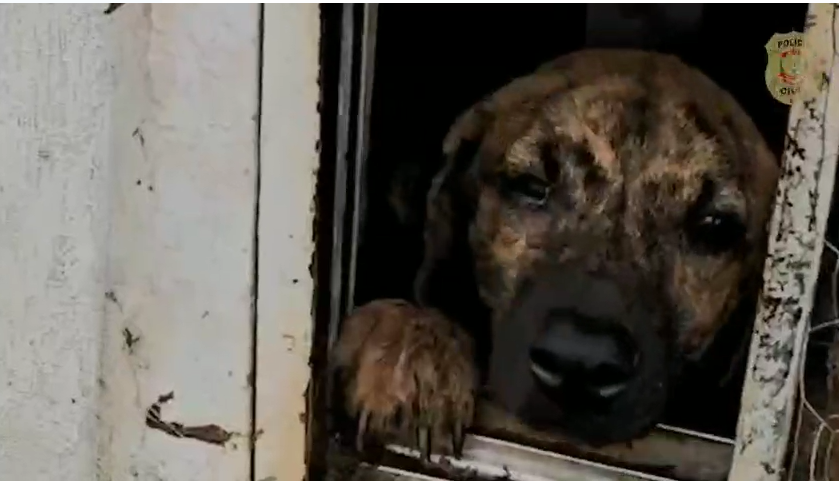 PCDF encontra cães em situação de maus-tratos em abrigo pago
