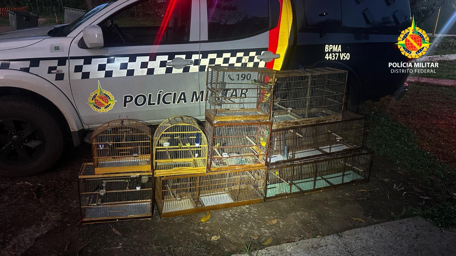 PMDF resgata 14 aves silvestres mantidas ilegalmente em cativeiro no Recanto das Emas