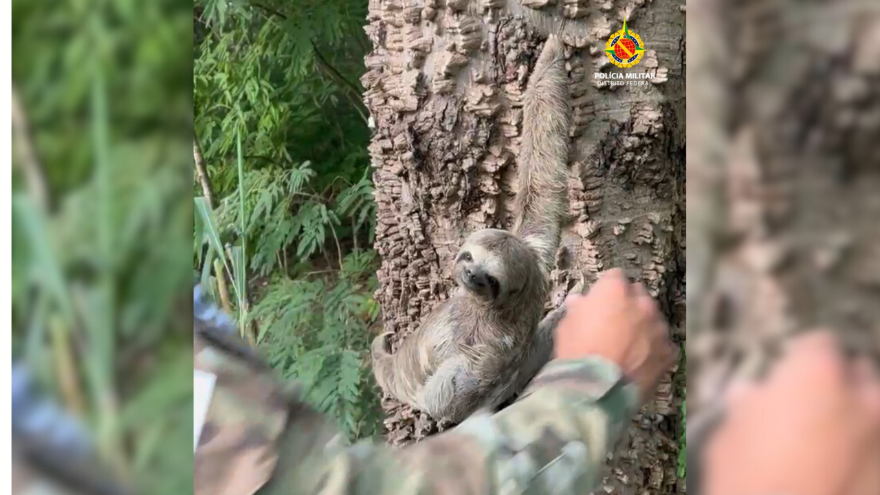 Polícia Ambiental resgata bicho-preguiça em situação de risco próximo ao aeroporto de Brasília