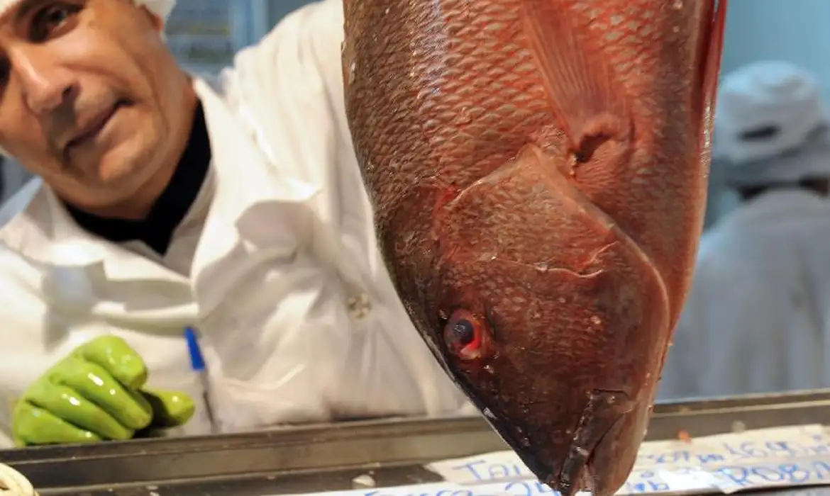 Comércio projeta crescimento nas vendas de pescados durante a Semana Santa